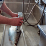 American Shad Research USGS Leetown Science Center’s S.O – Anadromous Fish Research Center